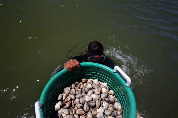 Zach Hunter takes a bucket of clams underwater after harvesting. The clams will sit on the bottom for two days to further filter themselves.