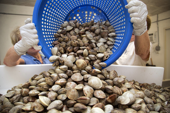 Two Docks Shellfish clam processors Janet Welch and Lorraine Gabler pour a bucket of clams into the processing machine. 