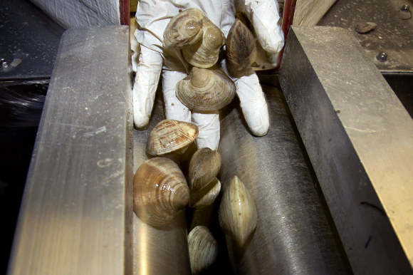 Janet Welch processes clams at the Two Docks processing site. 