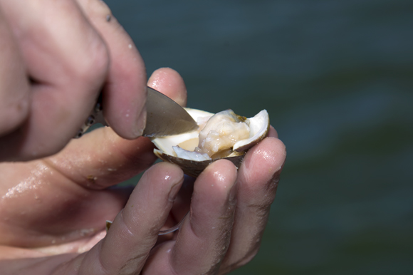 Aaron Welch III opens a clam shortly after harvesting. 