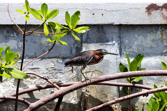 Green Heron. 