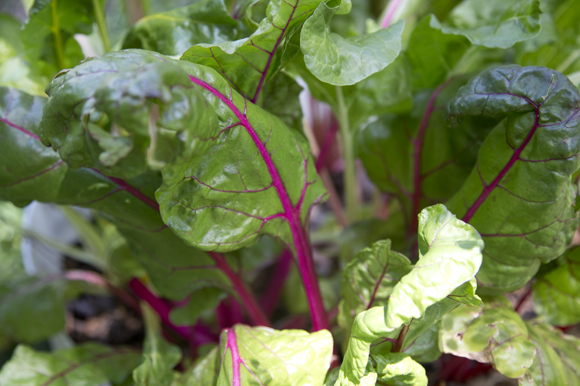 Swiss chard. 