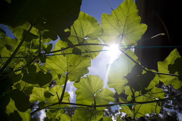 Melon leaves shade the sun. 