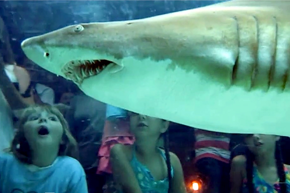 Florida Aquarium from inside the tank. 