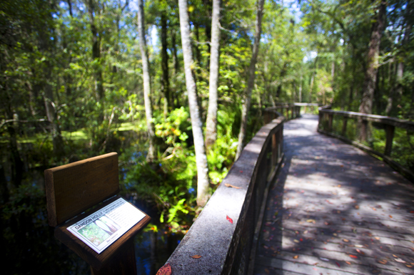Information stands dot the pathway at Brooker Creek Preserve. 
