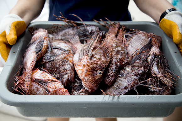 A small portion of the lionfish bounty is prepared for processing. 