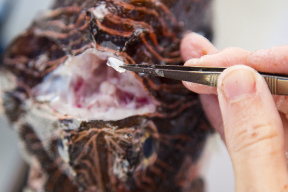 The ear bone of the lionfish is removed to document the age of the fish. 