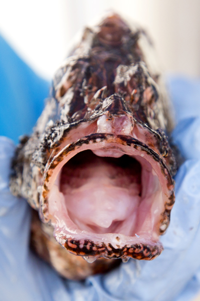 The mouht of the lionfish acts as a vacuum hose on reefs. 