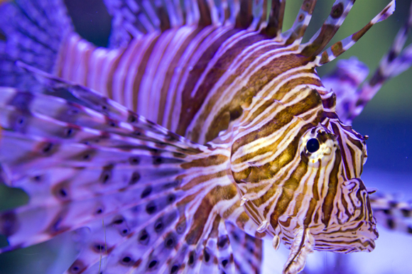As beautiful as it is deadly lionfish eat whatever fits into it's mouth. 