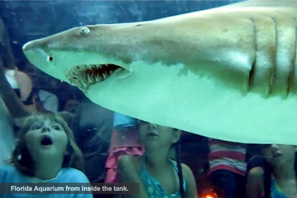 The Florida Aquarium.