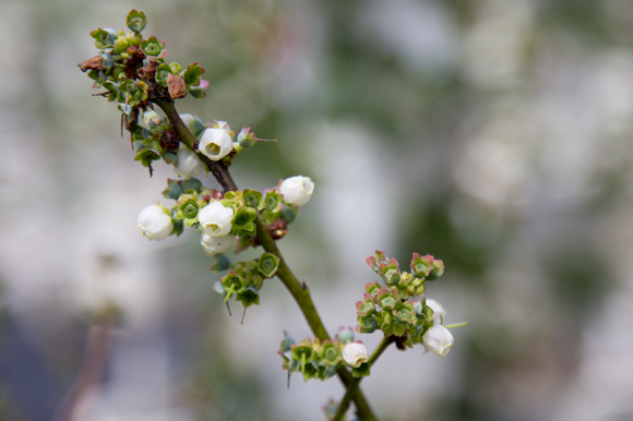 Blueberries grow for the upcoming u-pick option at Florida Urban Organics. 