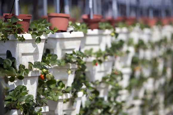 Strawberries grow in a hydroponic system at Florida Urban Orgnanics. 