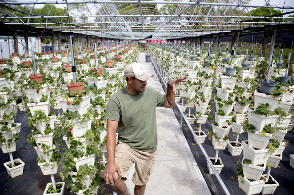 Florida Urban Organics farmer Matthew Harper discusses farming in Florida and Tampa Bay. 