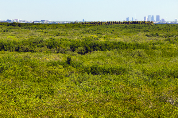 The mangroves of Feather Sound hug Tampa Bay. 