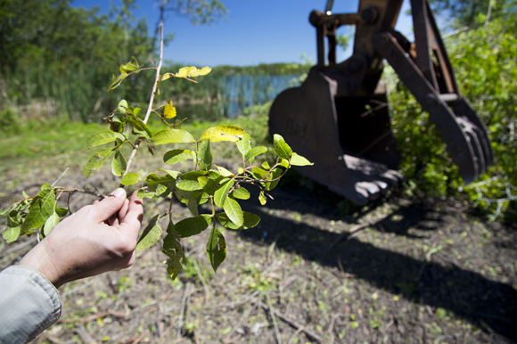 Brazillian pepper was introduced to Florida as an ornamental plant that has proven a difficult invasive to remove. 