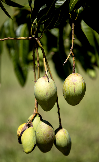 Hanging mango.