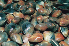 Cedar Key clams. 