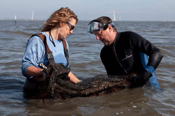 UF/IFAS Extension agent Leslie Sturmer working on clams in Cedar Key.