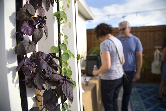 An example of the hydroponic operation at Brick Street Farms. 