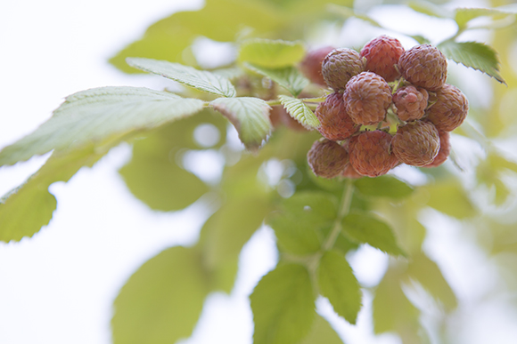 Harvest Hope Garden raspberries. 