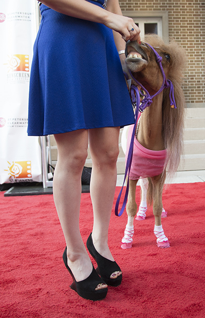 Castille Landon and miniature horse Apple on the red carpet at the Sunscreen Film Fest in St. Pete. 