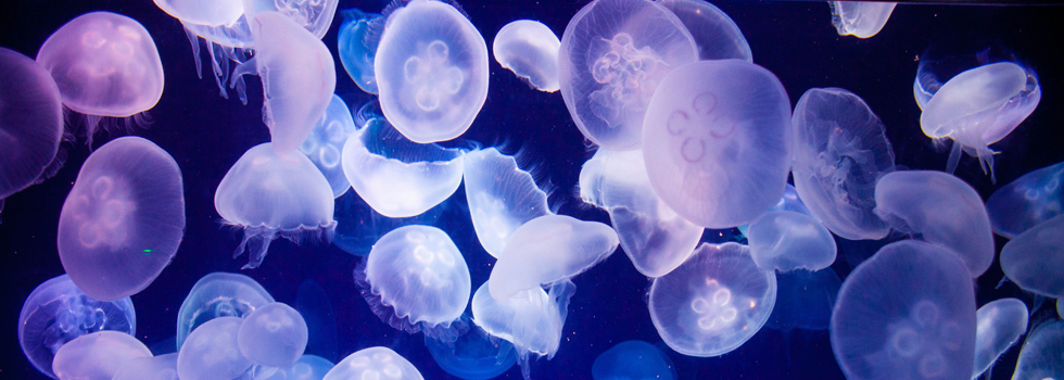 Glowing jellyfish at The Florida Aquarium in Tampa.