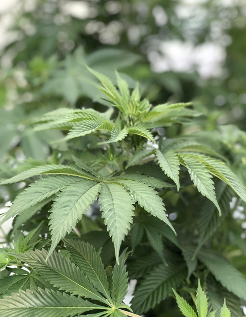 Organic cannabis growing at 3 Boys Farm in Ruskin.