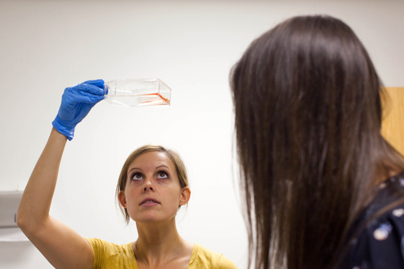 Courtney Herman, a senior biological scientist, looks at liver cell cultures of blood infected with malaria with Alison Roth, a research associate, both at USF.