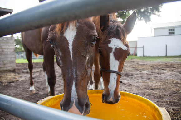 SW Deringer, left, helps ween another rescued pony.