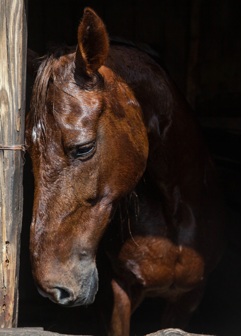 Grune Heidi Farm rescues horses from abuse, neglect, or being sold for food.