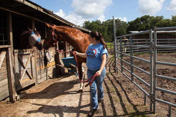 The horses acknowledge each other as Shade leaves Grune Heidi Farm Rescue led by Bridget Bosch. 