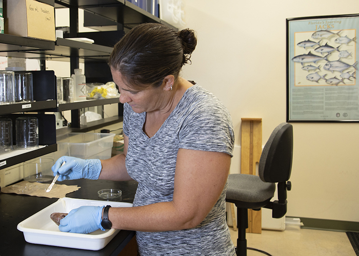 Julie Vecchio, a 4th year doctoral student at the USF College of Marine Science.