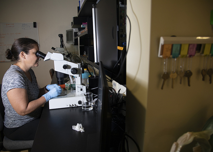 Julie Vecchio, a 4th year doctoral student at the USF College of Marine Science, looks through the microscope as she separates the layers in the lens of a fish eye.