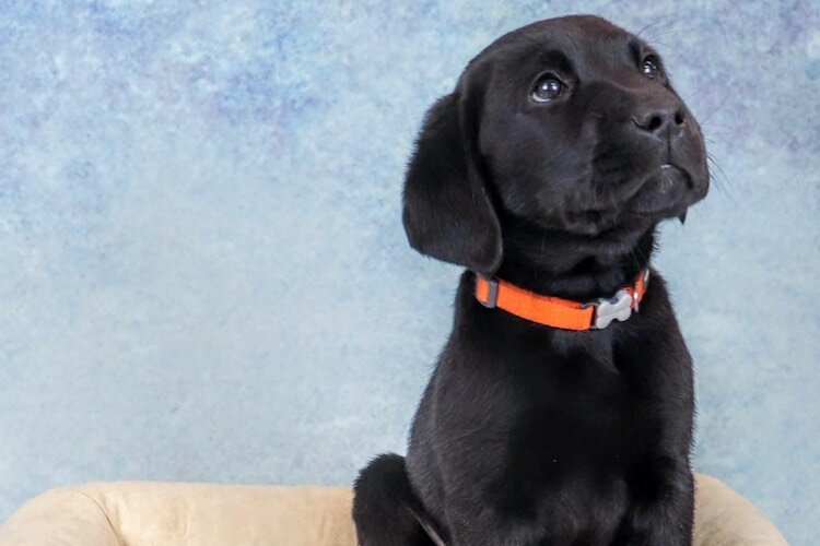 Hunter, a 7-week-old dog, to be trained by Valor Service Dogs.