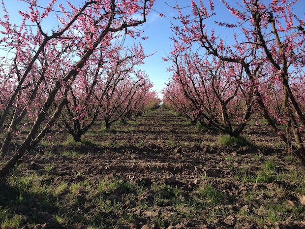 Masumoto Family Farm