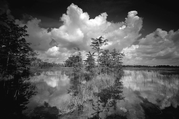 Clyde Butcher's Big Cypress National Preserve, part of the exhibition Clyde Butcher:  America the Beautiful