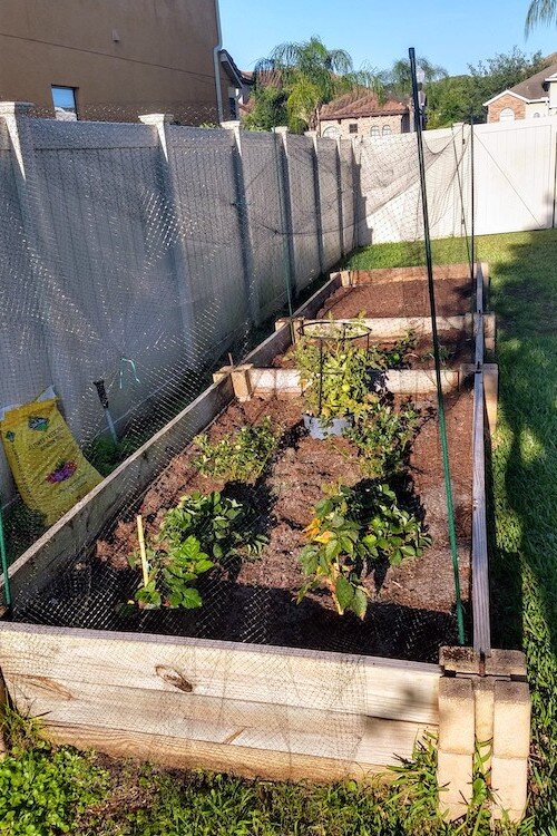 Amber Garcia Hand's raised beds for veggies, fruits, and herbs.