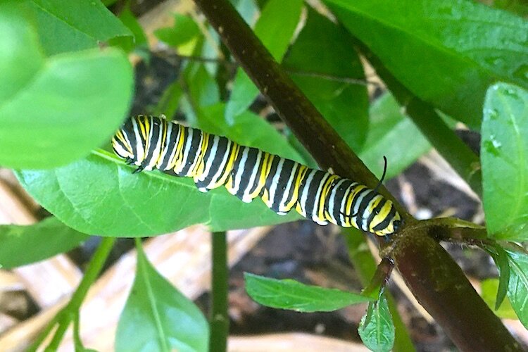 One of Bruce Shephard's monarach caterpillars.