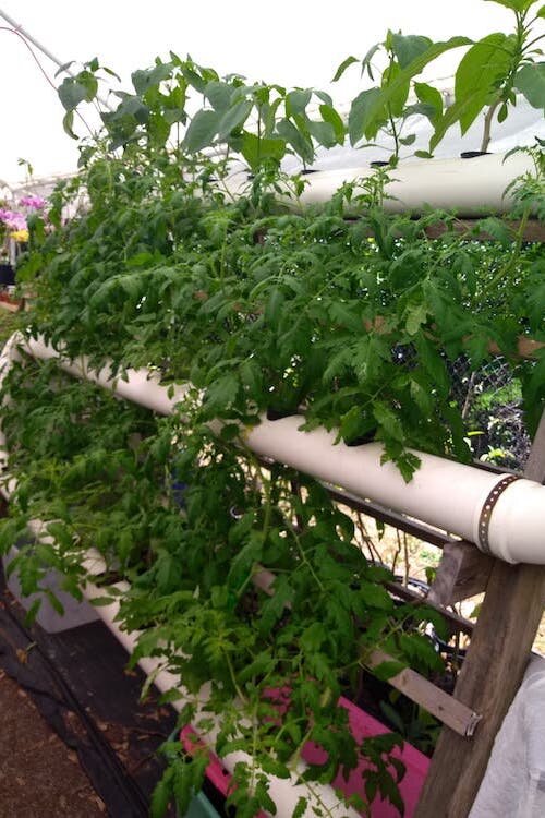 Diane Stanton is growing her garden using hydroponic techniques.