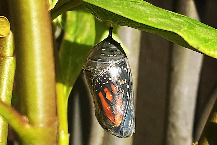 A monarch chrysalis in Gloria Brooks' garden.