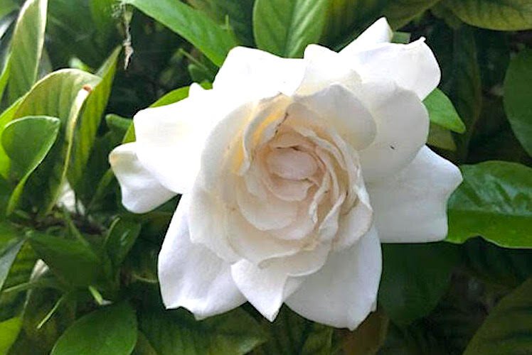 Enjoy the fresh scent of springtime blooming gardenias.