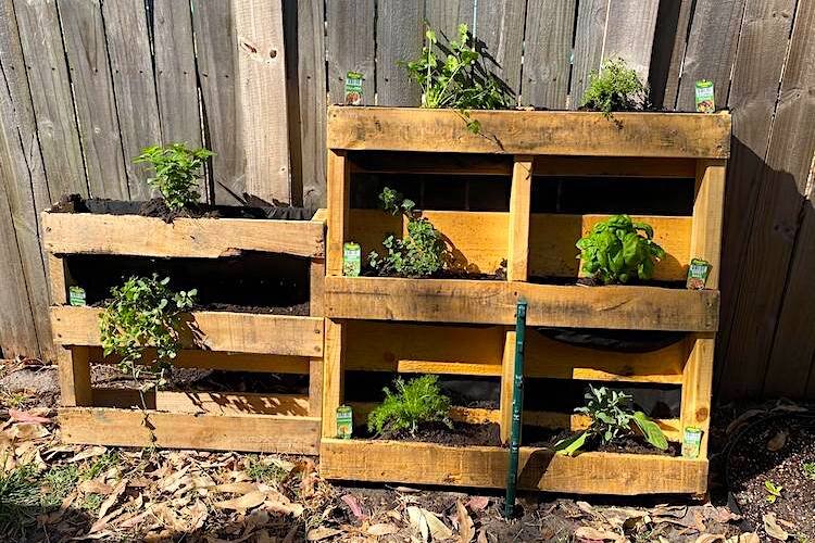 Mckenzie Kennedy uses pallets for her herb garden.