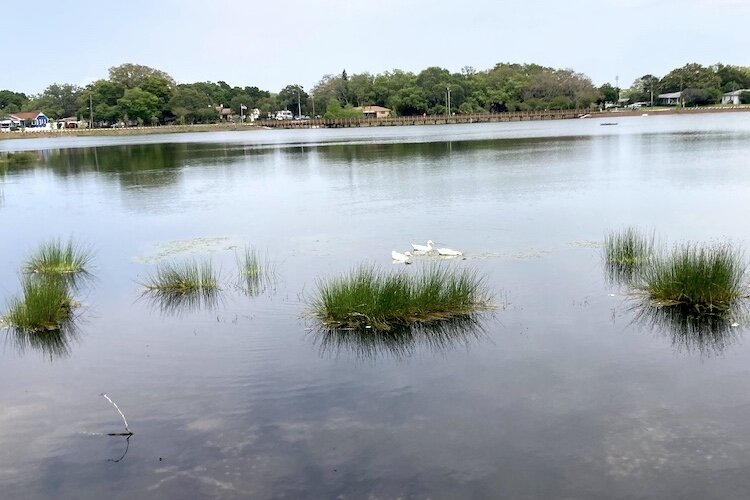 Crest Lake Park near downtown Clearwater.