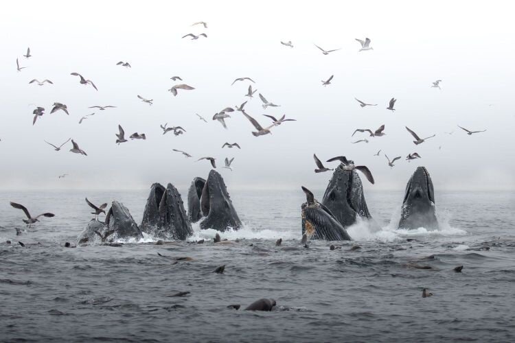 San Francisco-based photographer Lauren Bettino’s “Breaching Humpback Whales,” first-place winner in the Nature/Science/Animals category in FMoPA's 2025 International Photography Competition