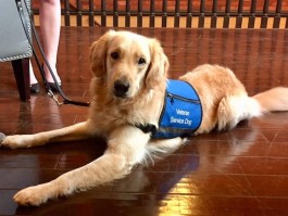 Bolt of Southeastern Guide Dogs