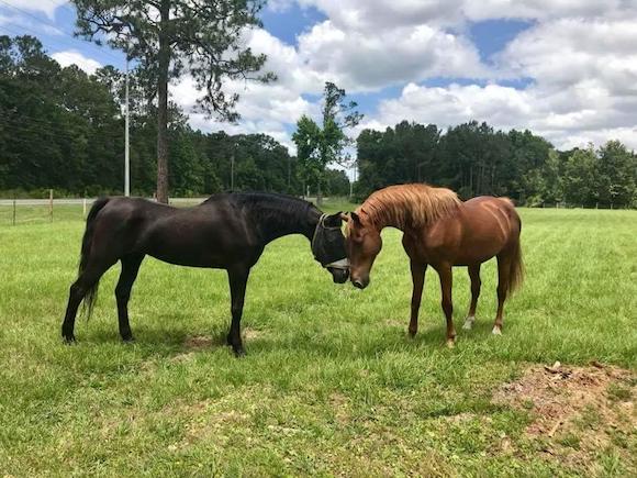 Smokey (left), was acquired directly from his Amish family. Buddy (right) was rescued from a kill pen. Both were rehabbed at Grune Heidi Farm in Lakeland and adopted by a family near Starke.
