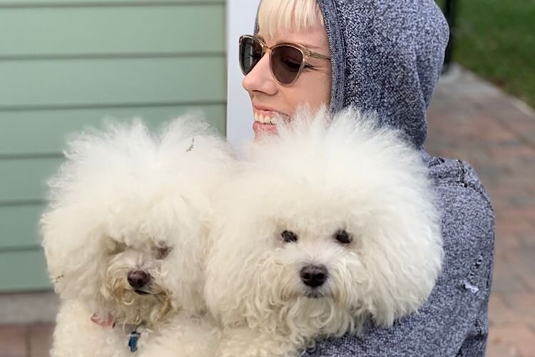 Nothing like some bichon frise to keep you warm on a chilly evening.