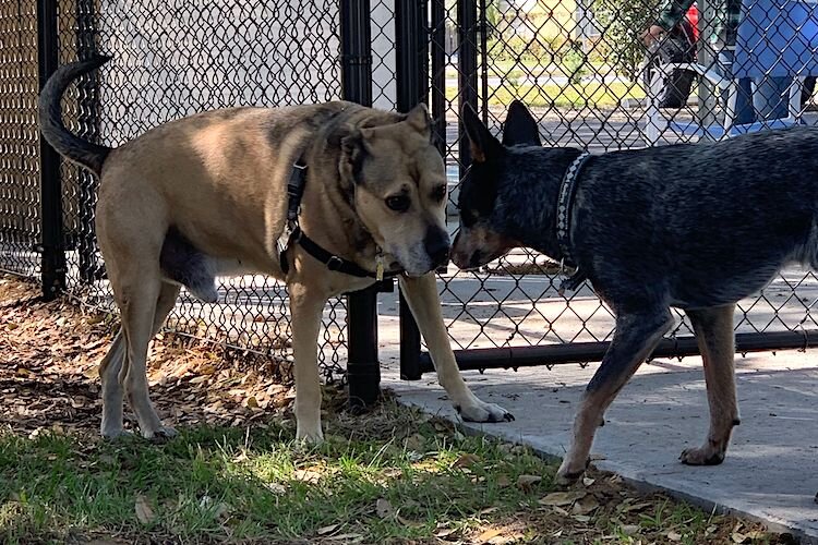 Two strangers checking each other out at Hair of the Dog.