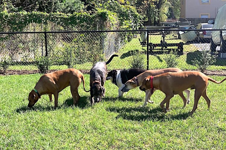 Smaller dogs have their own play area separate from larger ones at the dog park.