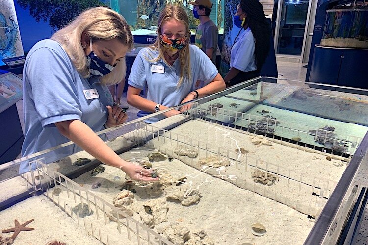Visitors can examine marine life at the Tampa Bay Watch Discovery Center at the new St. Pete Pier.